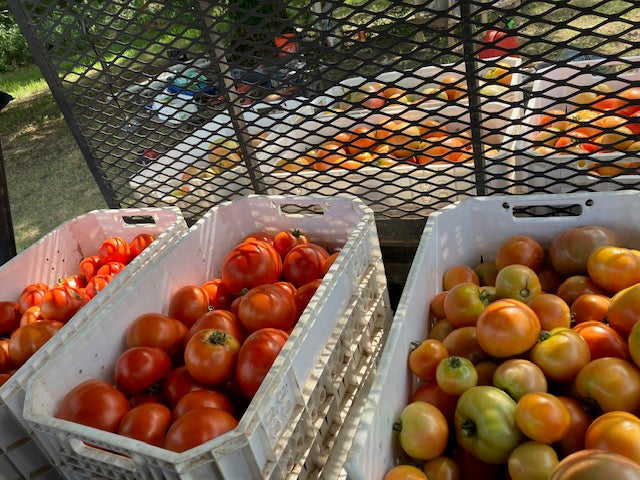 Canning Tomatoes - Case of 20-25#