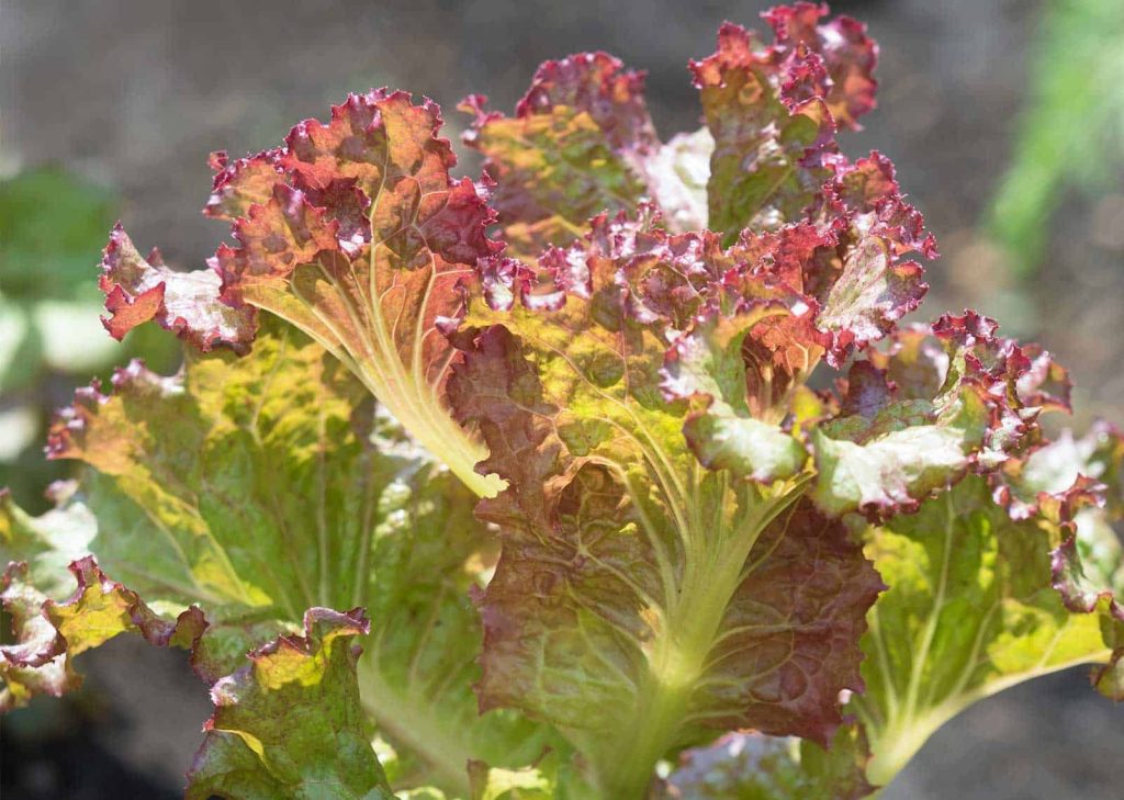 Red Sails Lettuce