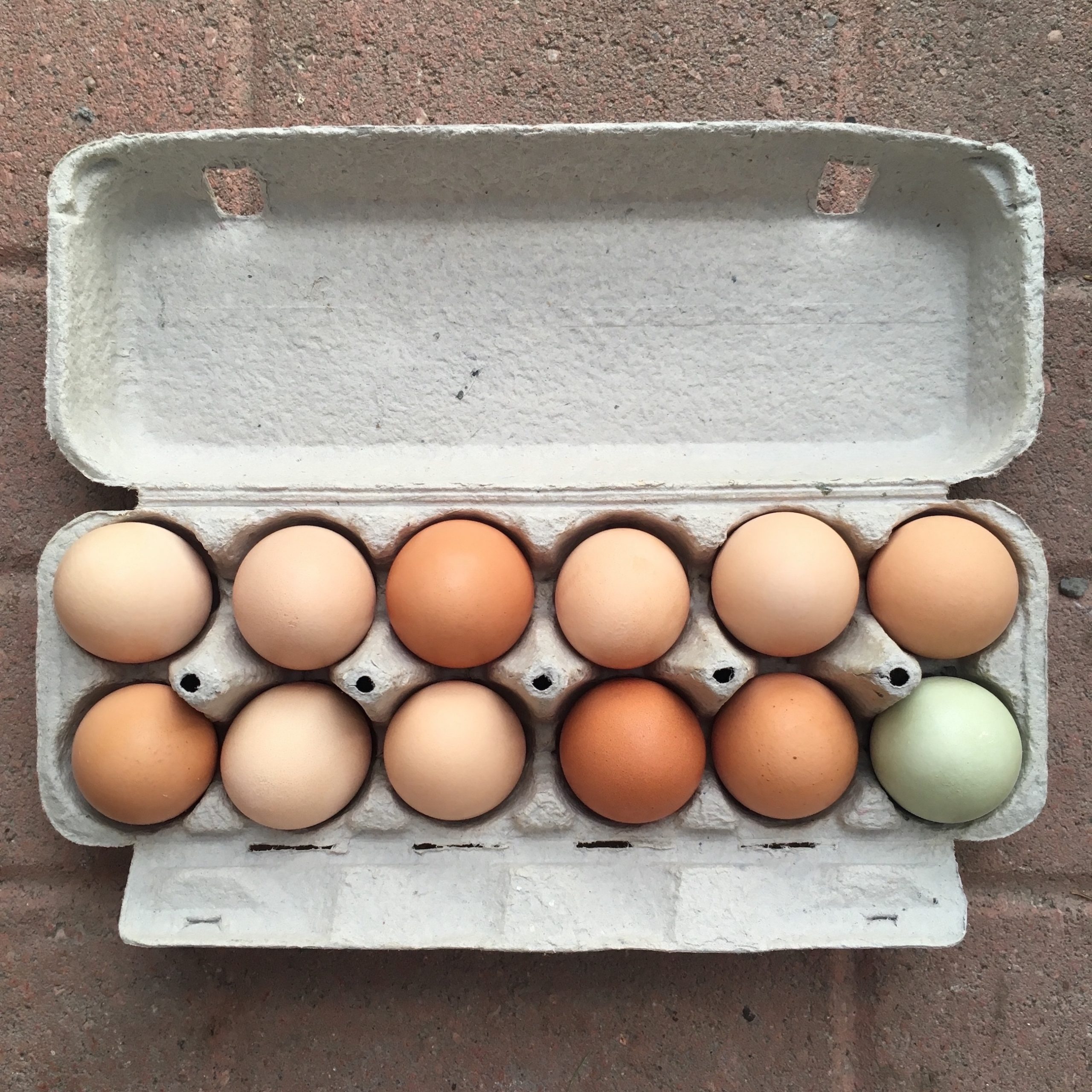 golden farm fresh eggs reviews